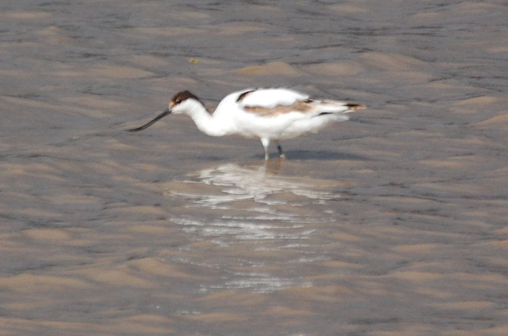 Tanzania - Avocetta (Recurvirostra avosetta)